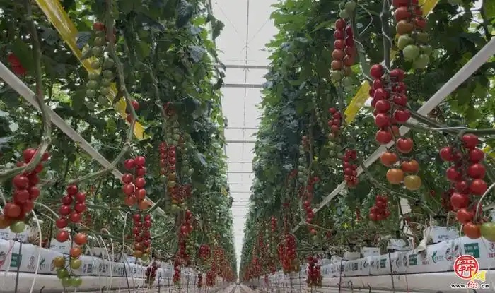 累计供热近20万吉焦！地热助农打赢保卫战